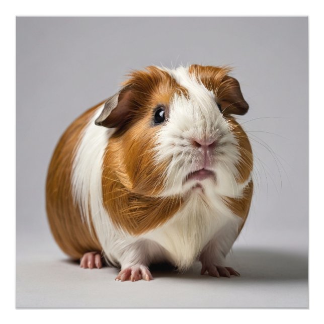 Guineas Gris, vit bakgrund Fototryck (Framsidan)