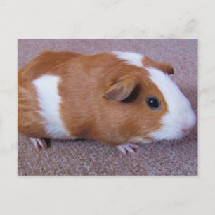 Guineas Gris-vykort Vykort