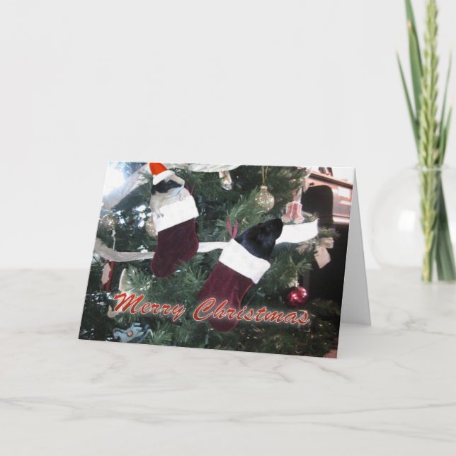 Guineas Grisar jul Helgkort (Framsida)