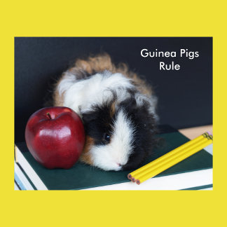 Guineas Grisar-regel Poster