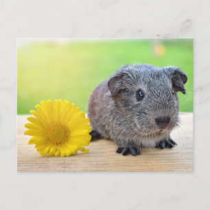 Guineas gult-blomma gris vykort