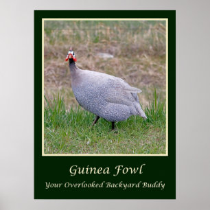 Guineas poster