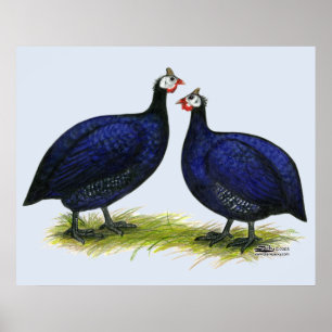 Guineas Royal Lila Pair Poster