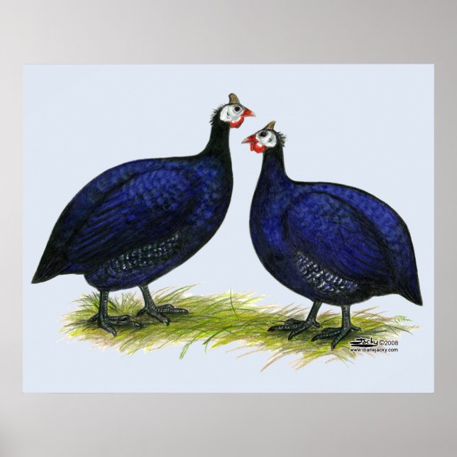 Guineas Royal Lila Pair Poster (Framsidan)