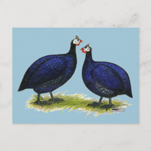 Guineas Royal Lila Pair Vykort