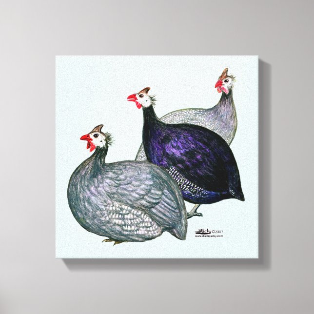 Guineas Three Canvastryck (Framsida)