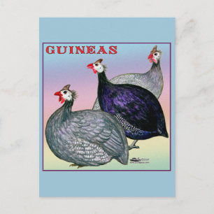 Guineas Three Fowl Vykort