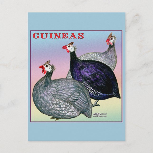 Guineas Three Fowl Vykort (Framsida)