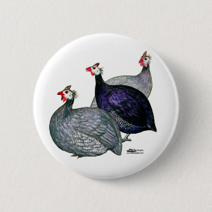 Guineas Three Knapp