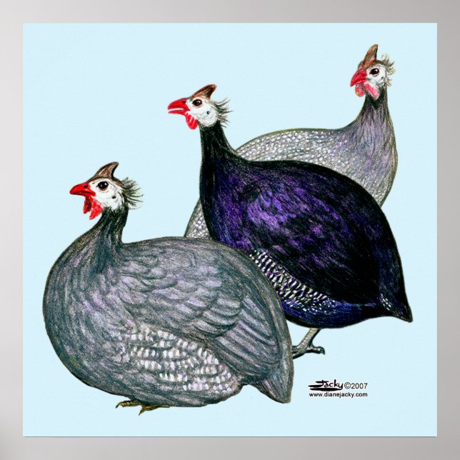 Guineas Three Poster (Framsidan)