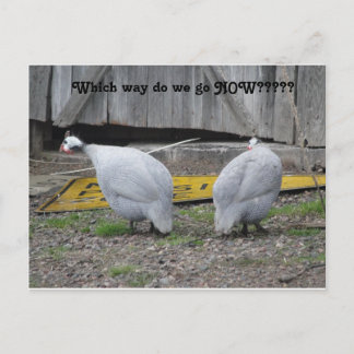 Guineas väg vi går nu vykort