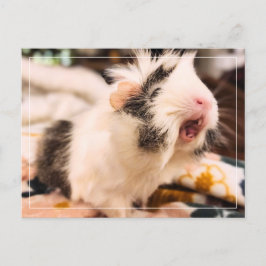 Guineas vykort Gris