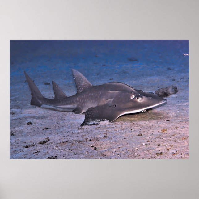 Guitar Shark Poster (Framsidan)