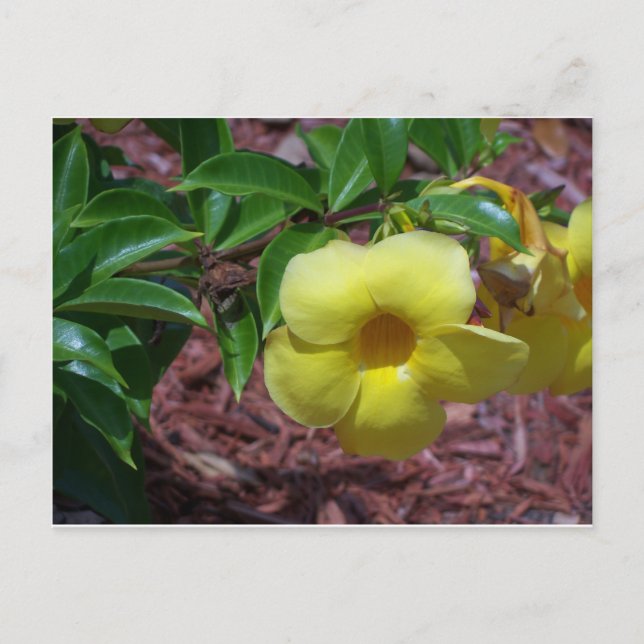 Gul Alamanda-blomma Vykort (Framsida)