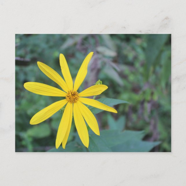 Gul blomma #5 vykort (Framsida)