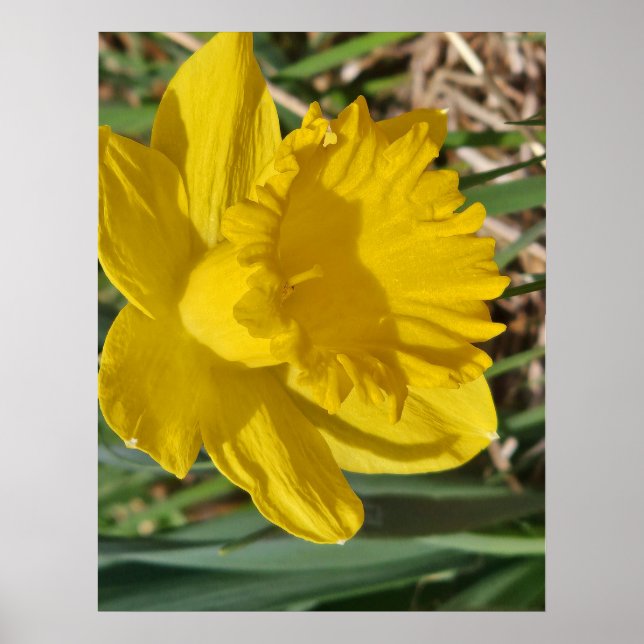 Gul blomma affisch (Framsidan)