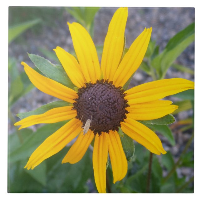 Gul blomma kakelplatta (Framsidan)