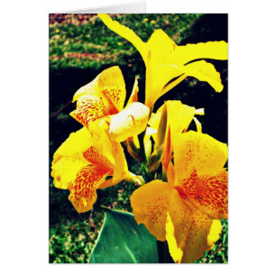 Gul blomma OBS kort