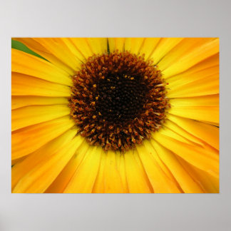 gul blomma poster