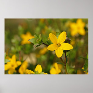 Gul blommaaffisch poster
