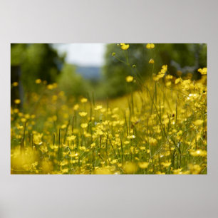 Gul blommafältaffisch poster