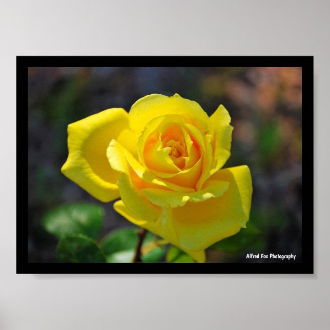Gul blomros poster (Framsidan)