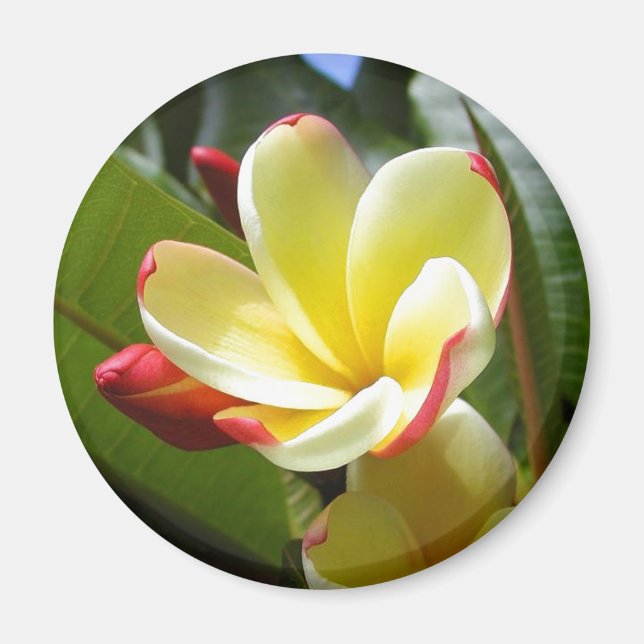 gul blomstermagnet magnet (Framsidan)