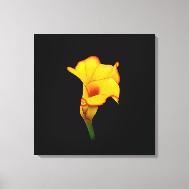 Gul Calla Lilly Canvastryck (Framsida)