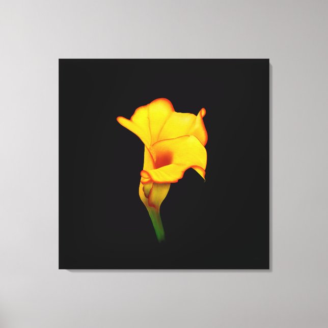 Gul Calla Lilly Canvastryck (Framsida)