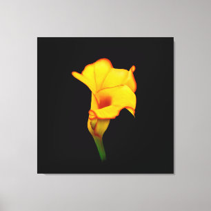 Gul Calla Lilly Canvastryck