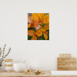 Gul Canna Lily med röda fläckar Blomma Poster