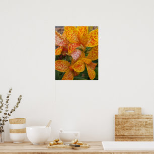 Gul Canna Lily med röda fläckar Blomma Poster