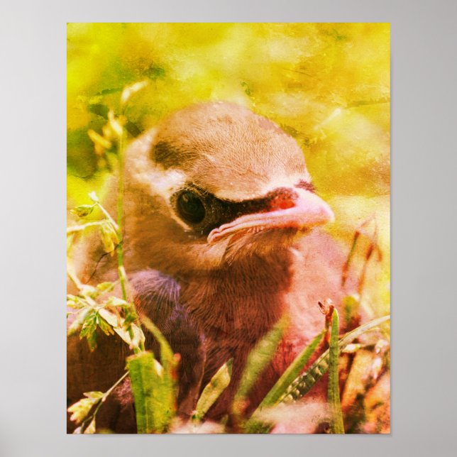 Gul Ceder Vaxvinge Ungfågel Konst Poster (Framsidan)