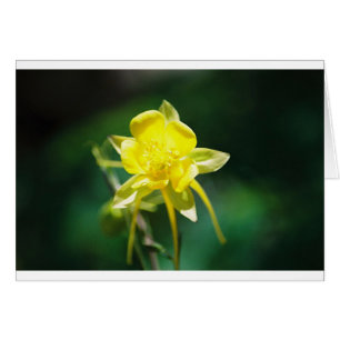 Gul Columbine vildblomma Hälsningskort