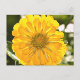 Gul cosmo, gul margarita, gul blomma vykort