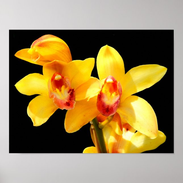 Gul Cymbidium-Orkidéaffisch Poster (Framsidan)