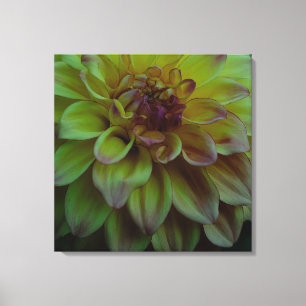 Gul Dahlia Canvastryck