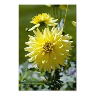 Gul Dahlia Fotoavtryck Fototryck