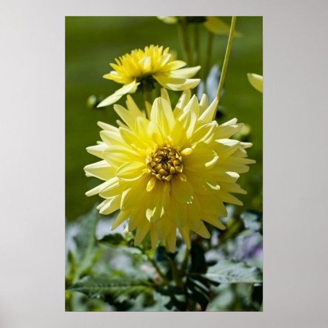 Gul Dahlia inramat tryck (Framsidan)