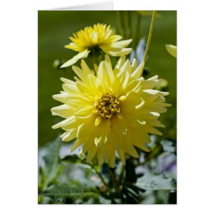 Gul Dahlia-kort Hälsningskort