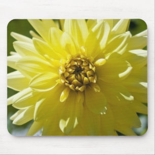 Gul Dahlia-musmatta Musmatta