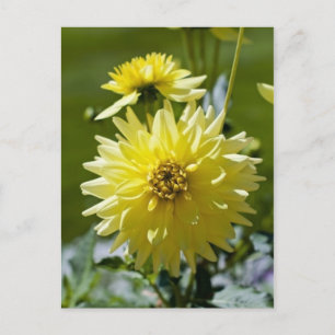 Gul Dahlia Postkort Vykort