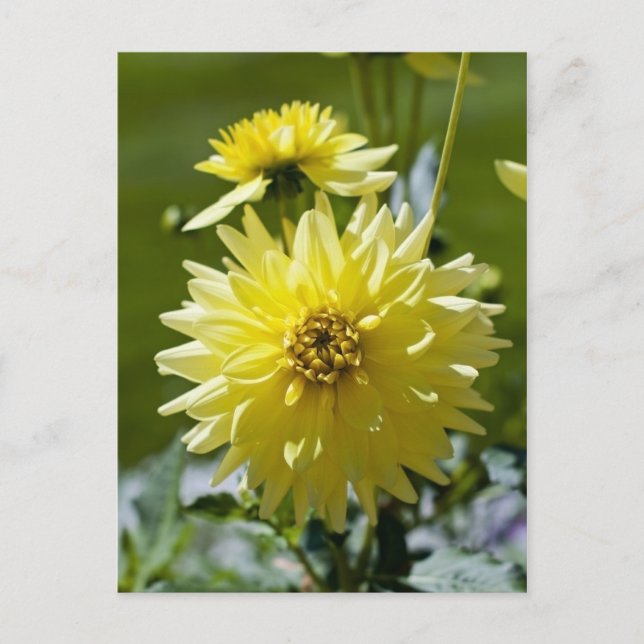 Gul Dahlia Postkort Vykort (Framsida)