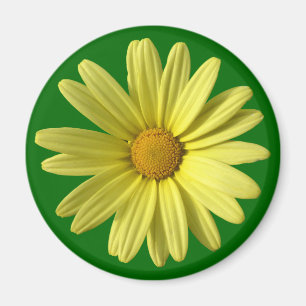 Gul daisy magnet