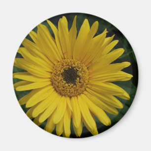 Gul daisymagnet magnet