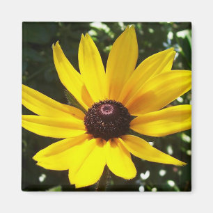 Gul daisymagnet magnet