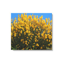 Gul falsk indigo / Vild indigo / Horseflyweed