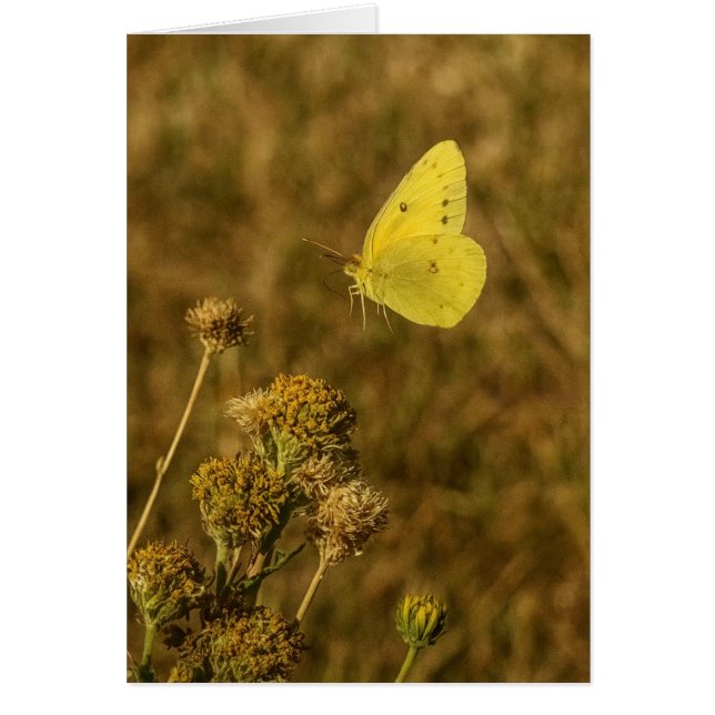 Gul fjäril Höstblommor  OBS Kort (Framsidan)