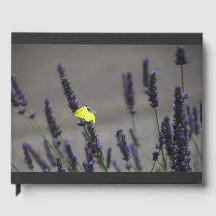 Gul fjäril på lila lavendel Makrofoto