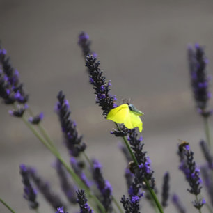 Gul fjäril på lila lavendel Makrofoto Kudde